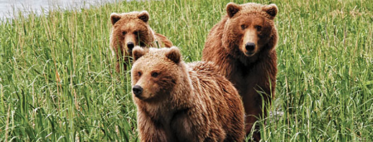 10 Facts about Brown Bears - FOUR PAWS in US - Global Animal Protection  Organization