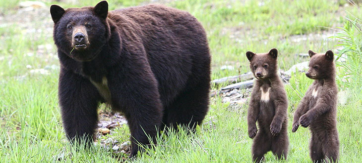 An interview with a bear: Momma Jeanie 