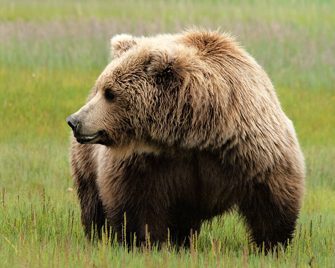 Grizzly vs Black Bear | Know the Difference - BearSmart.com
